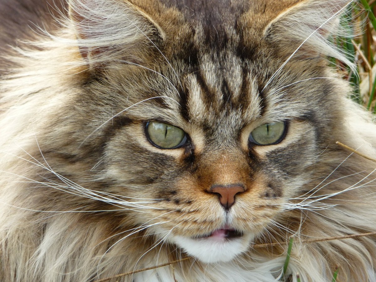 The Maine Coon Cat; the Only Long Haired Cat Native to the United States HubPages