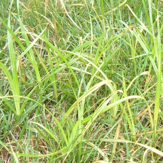 How to Control Nutsedge in Your Lawn | HubPages