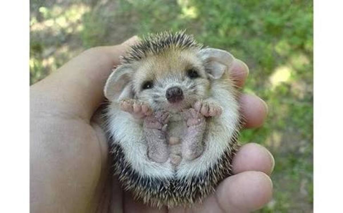 How to Care for a Hedgehog