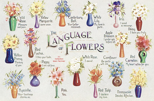 A few examples of flowers.