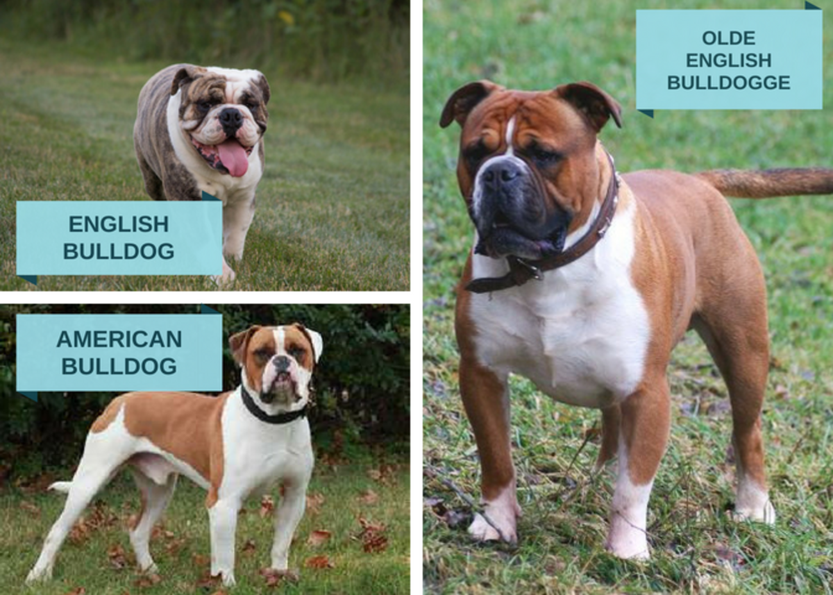 Olde English Bulldogge Information And Facts Is This Dog Breed