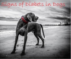 Symptoms of Diabetes in Dogs