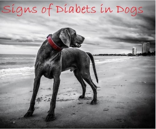 Symptoms of diabetes in dogs
