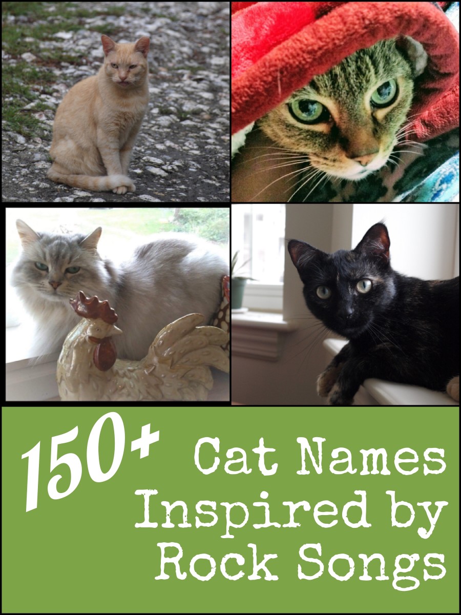 150+ Cool and Unique Cat Names Inspired by Rock Music Songs PetHelpful