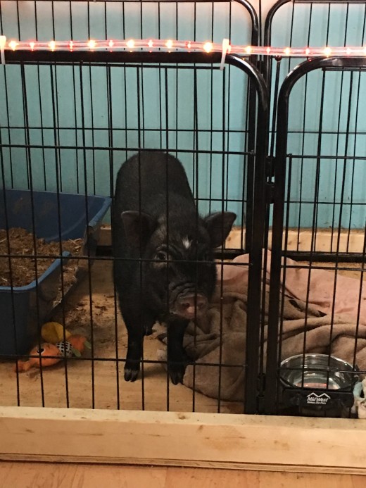 Hamlet in his pig palace !  Don't you think the Christmas lights are a nice touch ?
