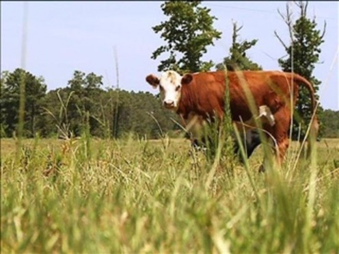 Howard was raising stock cattle