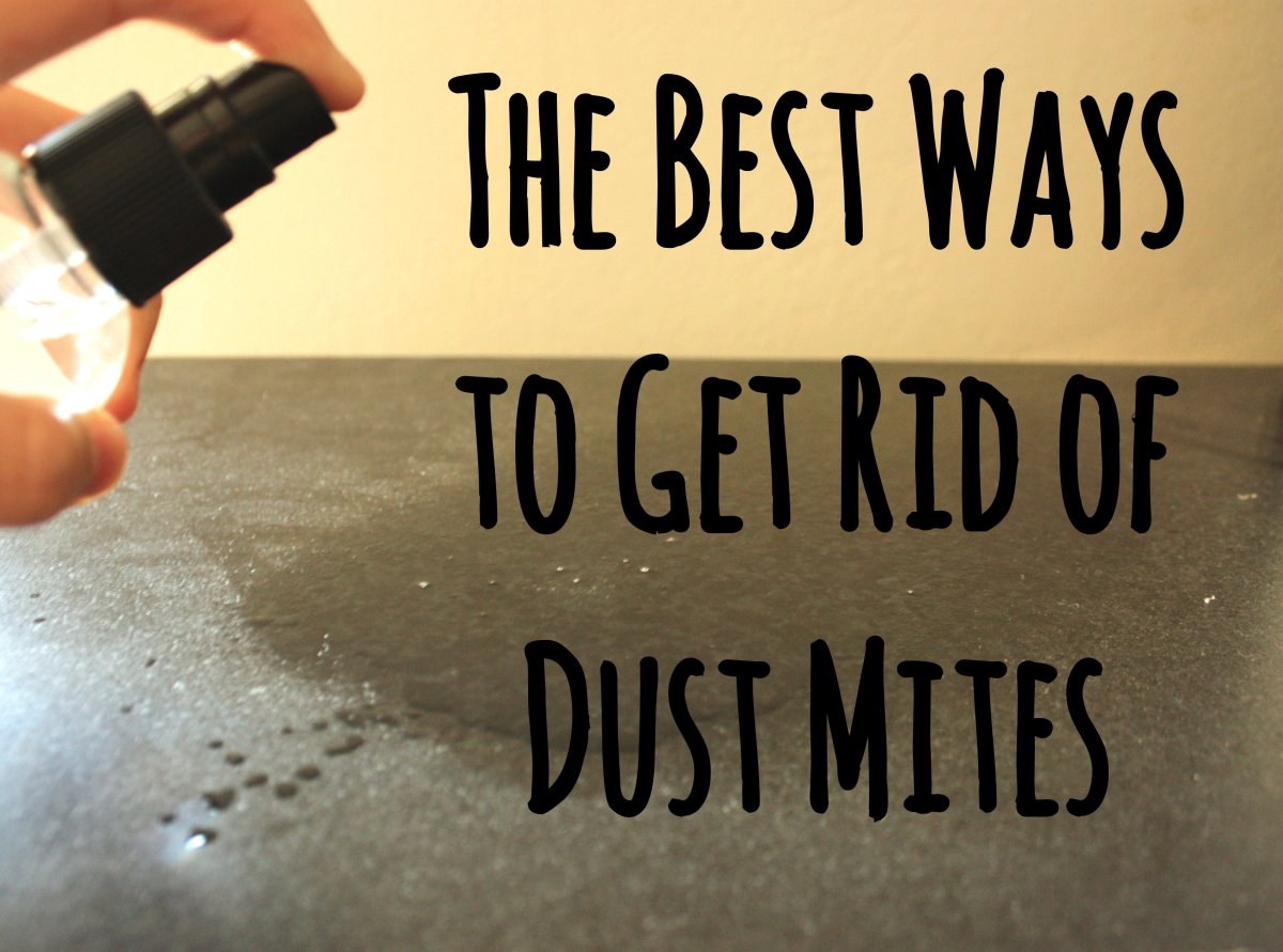 12 guaranteed ways to get rid of dust mites in your house | dengarden
