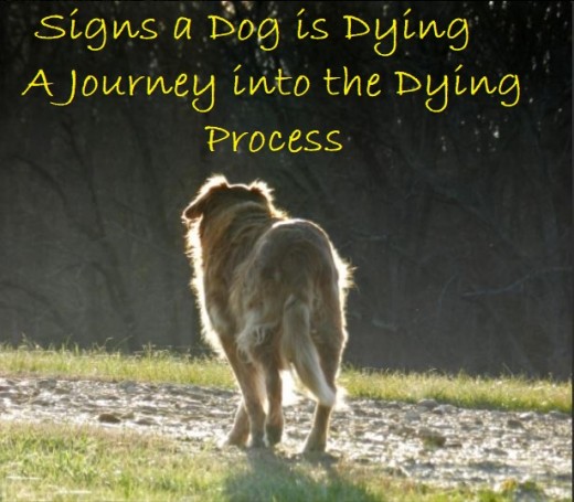 Signs a Dog Is Dying: What to Expect When Your Dog's Health Declines