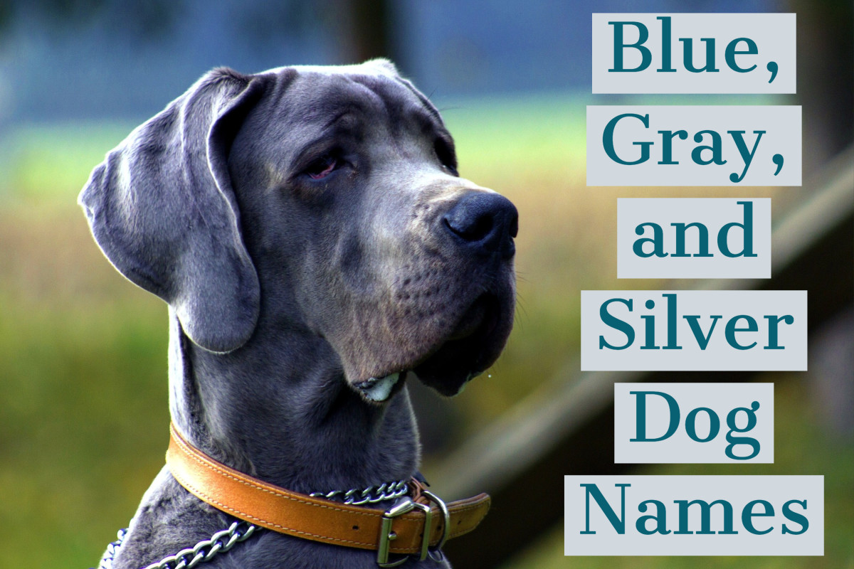 170 Unique Names For Blue Gray And Silver Dogs Pethelpful