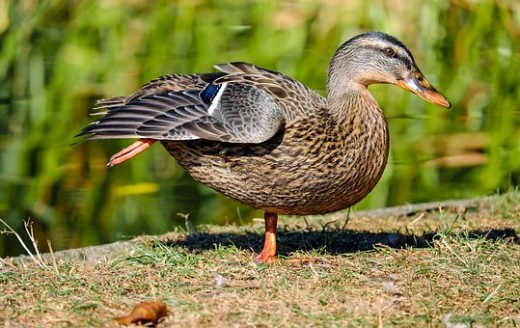 A duck doing the one leg stand for balance!