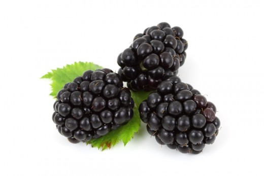 Beautiful succulent blackberries