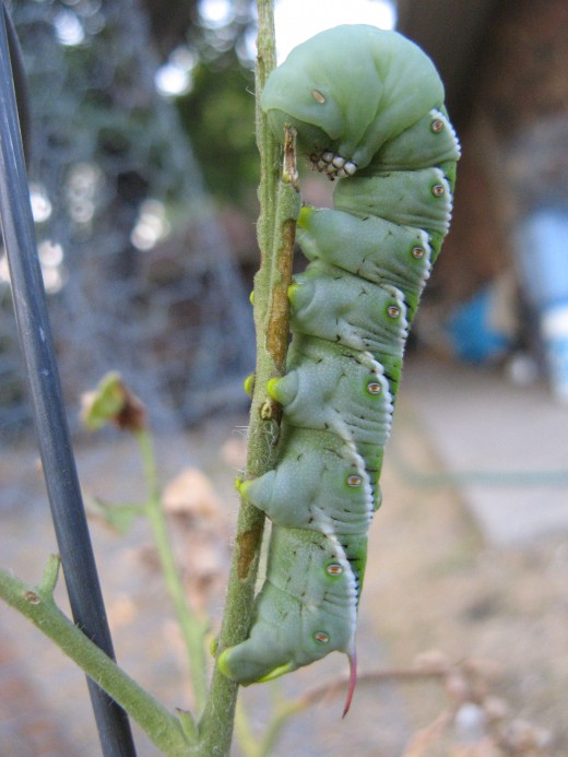 Tomato Caterpillars Identification and Guide HubPages