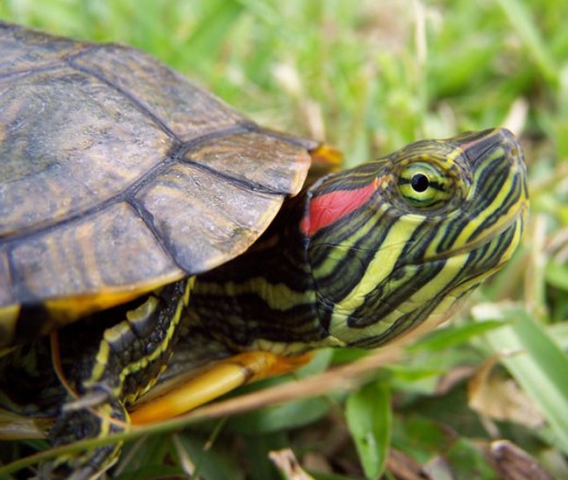 A red slider; it's face has beautiful colors but it has a pretty dull looking shell.