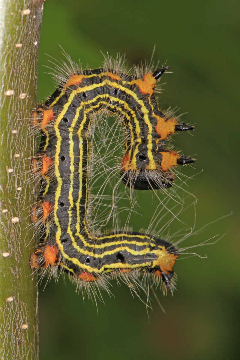 Caterpillar Identification Chart Alberta