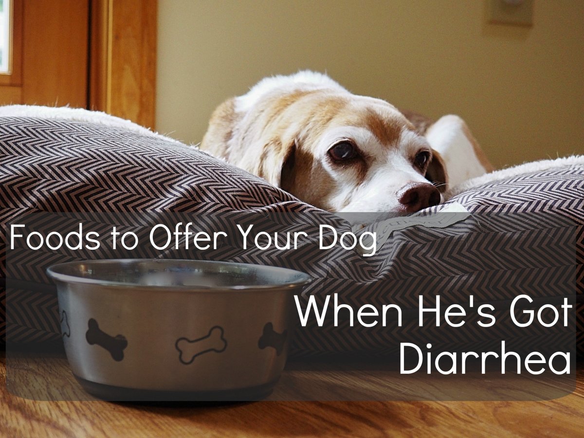 12 Human Foods to Give to Dogs With Diarrhea or Upset