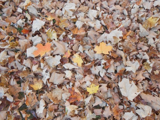 Jumping in Fall leaves is a wonderful activity to do with children.