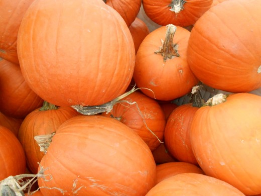 Pumpkin picking at a local pumpkin farm is a big treat for families in the Fall.
