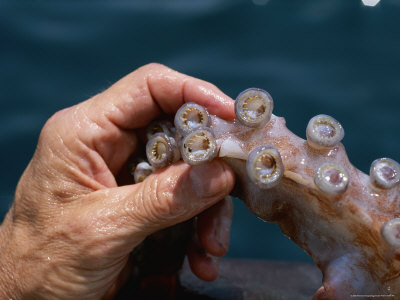 Shows teeth found at the end of hunting tentacles  photo credit Allposters  