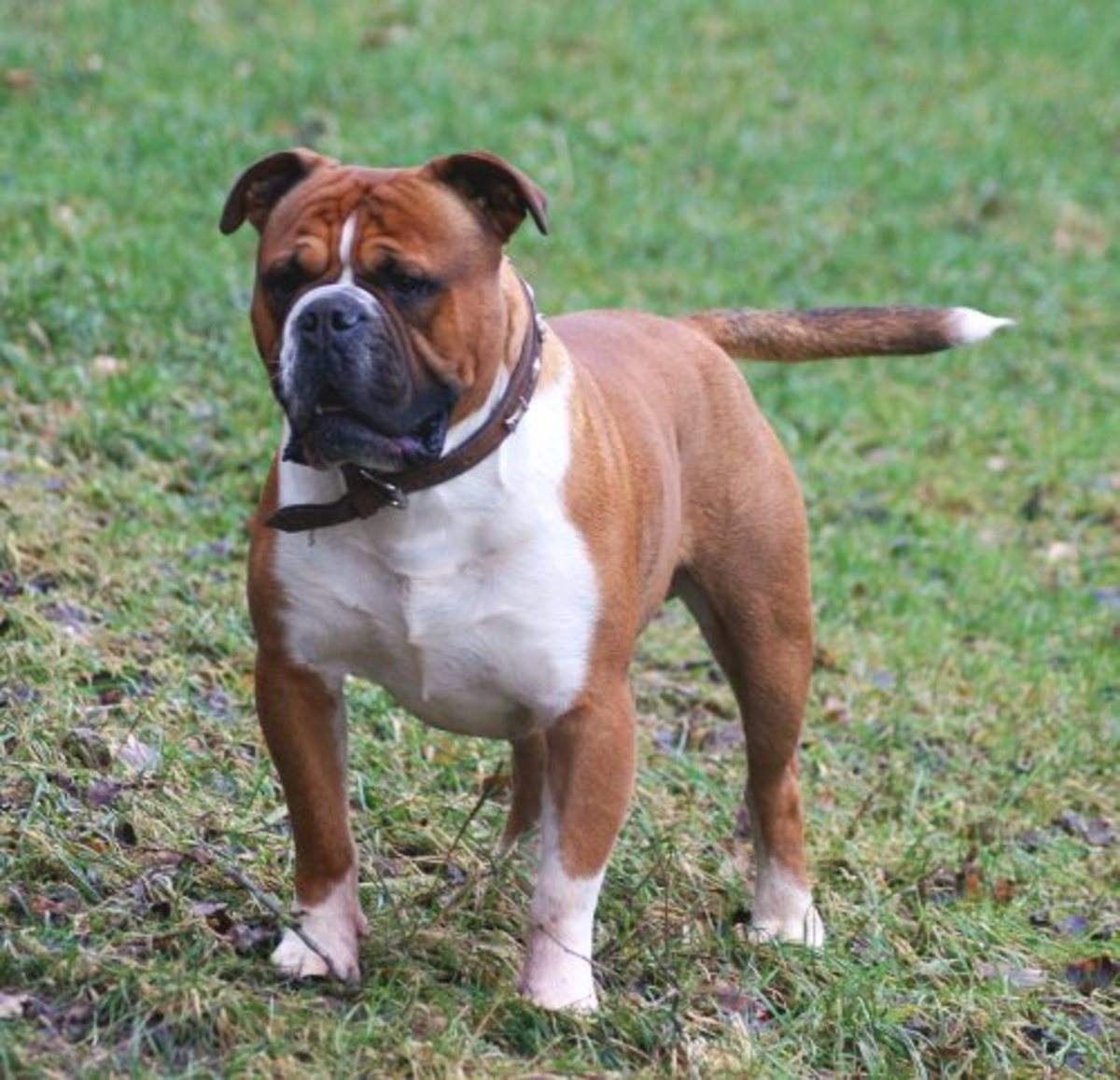 Olde English Bulldogge Information and Facts Is This Dog