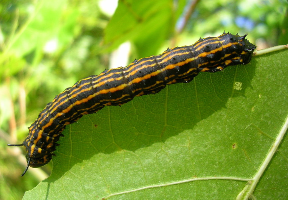 Striped Caterpillar Identification Guide | Owlcation