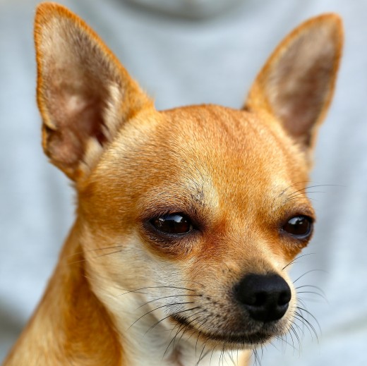 Do Chihuahuas Shed Their Hair Hubpages