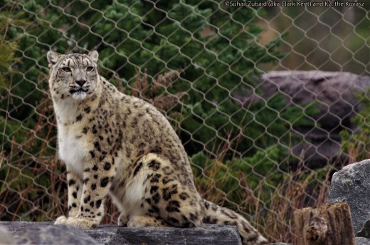 Snow leopard at Toronto Zoo. It  is a poster wild cat of Pakistan.