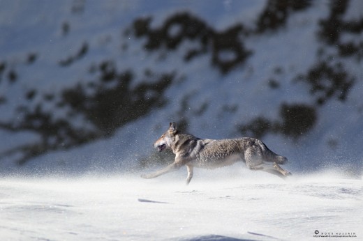Grey wolf cantering away in snowy northern Pakistan.