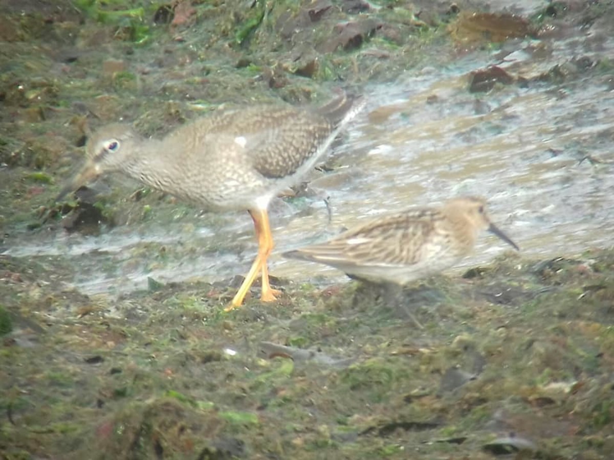 Common Redshank (left) and Dunlin (right) are a common sight along the shoreline at low tide on the South Landing.