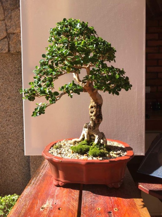 Headache Tree Bonsai (Premna Obstusifolia)