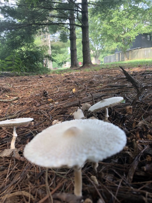 Looks very similar to a very toxic mushroom, the Destroying Angel. 