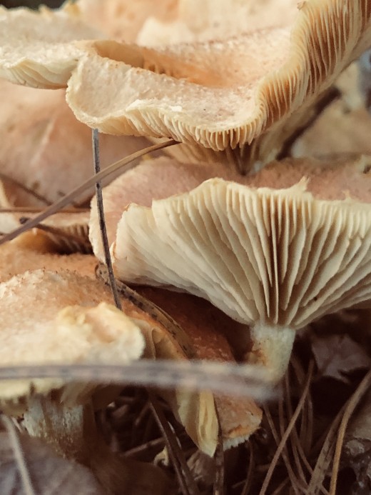 Some mushrooms have pores underneath. These have gills. 