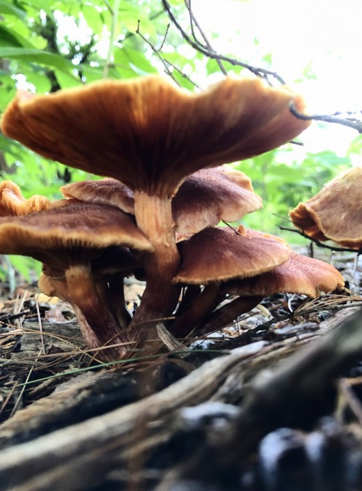There's a color of mushroom to match any woodland decor. 