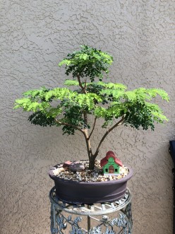 To Bonsai or Not to Bonsai, that Is the Question