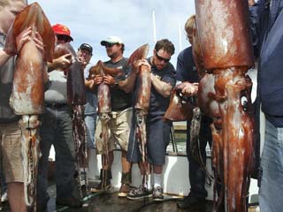 Fox News photo (credit) Two huge Humboltd Squid caught off Ventura County, Cal., by fishermen...(Jaws 10!?).