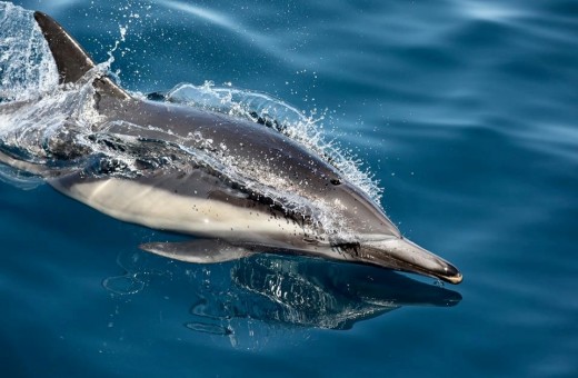 A classic picture of a common dolphin swimming alongside the boat. You can see the sheet of water, one either side curling away from the body.