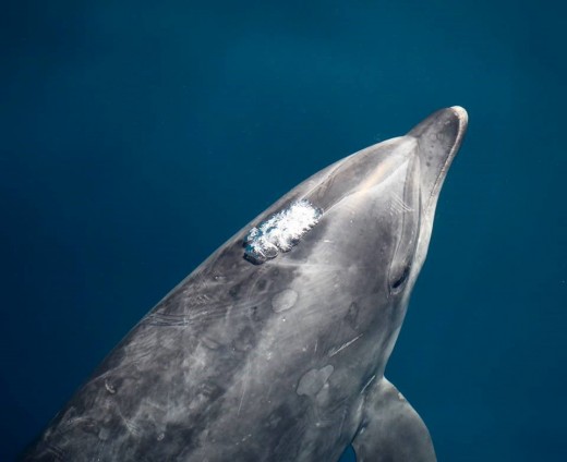  A head shot of an offshore bottlenose dolphin boarding our boat. It is still underwater and is just starting to exhale underwater. It will leave a big exhalation bubble along its back as it empties its lungs getting to take a quick breath.
