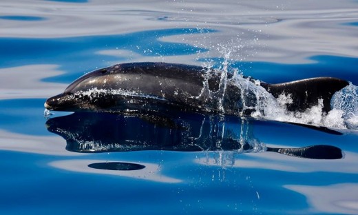 An offshore bottlenose dolphin swimming alongside the boat. They came alongside the boat as they made their way up to the bow;