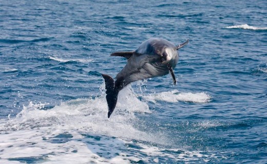 The same dolphin jumping out of the wake.