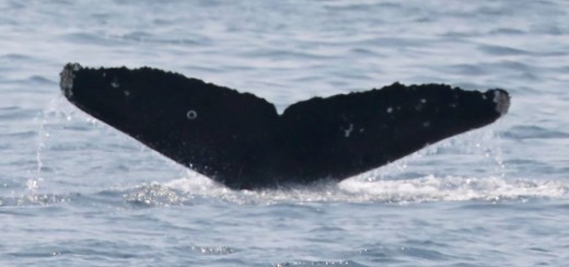 A Fluke ID shot of one of the two juvenile humpback whales we saw. This whale has a white ring on the left fluke.