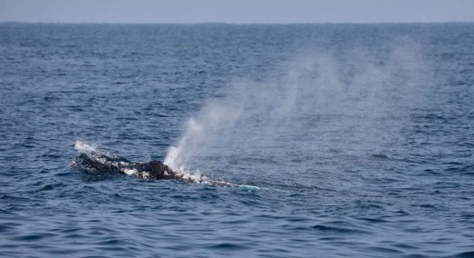 A Fluke ID shot of the second humpback whale. You can see the huge difference in the two flukes.