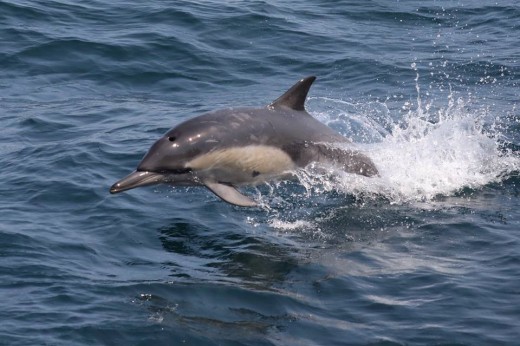 We saw a pod of common dolphins as we were crossing the channel headed back to Ventura Harbor.