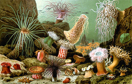 Merculanio, (borrowed from Wikipedia) shows the exotic beauty of the sea anemones to great effect