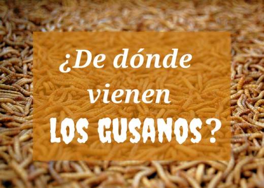 Como eliminar lombrices en adultos de forma natural