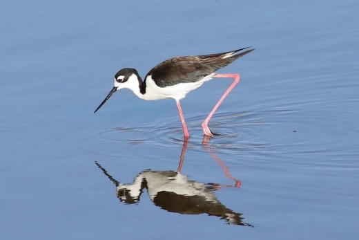 One of two Black-necked Stilts feeding in the water. 