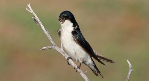 Tree swallow with a beak full of insects that it was taking by to its chicks in one of the nesting boxes. 