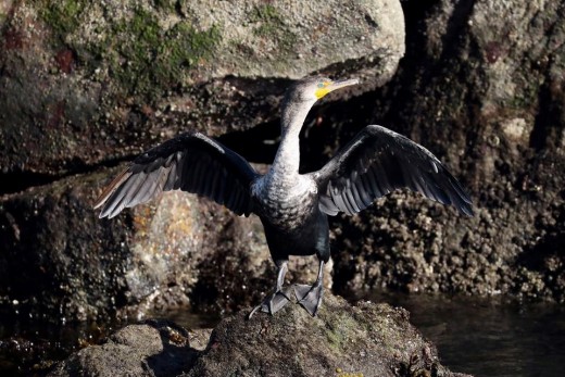 The cormorant had its back to us with it wings extended out 