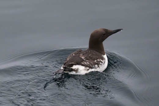 Common Murre swims away from the boat as we were watching the dolphins. 