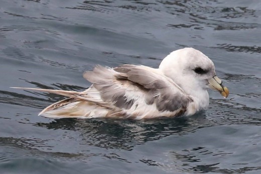 A Northern Fulmar that we saw just at the north of the east end of Anacapa Island. 