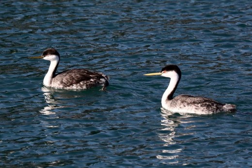 Two Clark's Grebes swim across our bow as we return to the dock. 