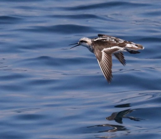 A non-breeding adult Red-necked Phalaropes flying in front of the Ocean Adventure. 